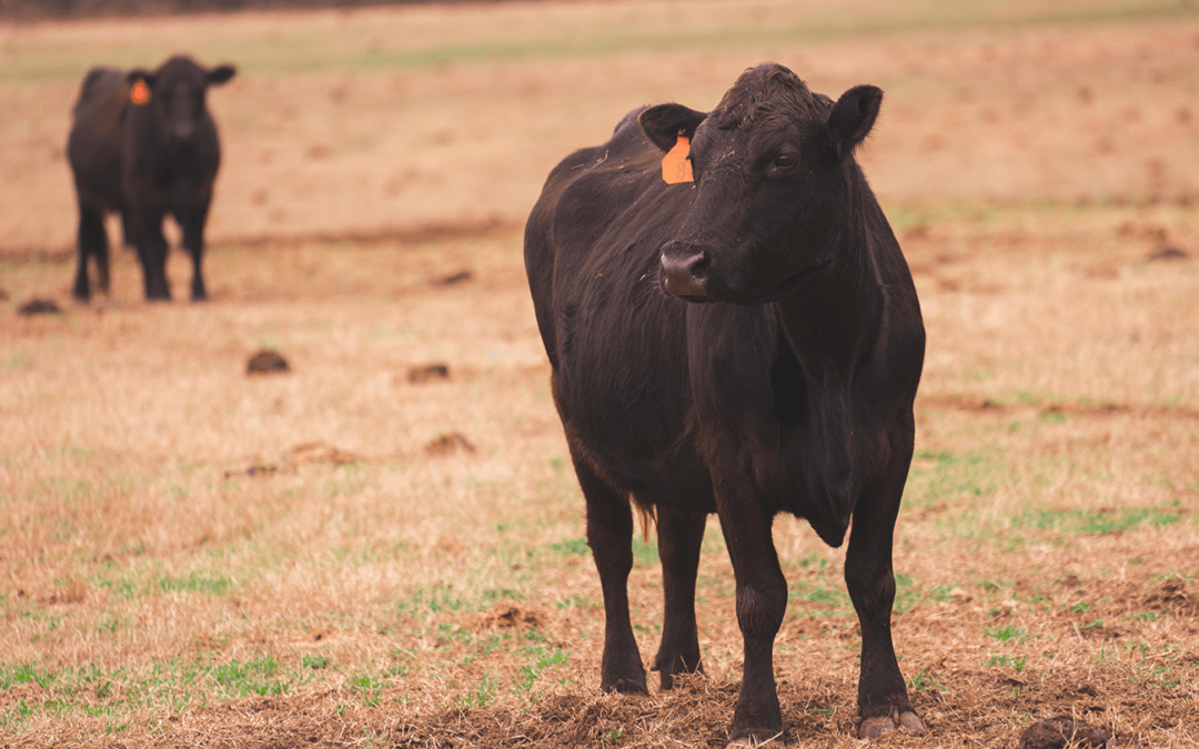 5 Amazing Health Benefits of Grass-Fed Beef